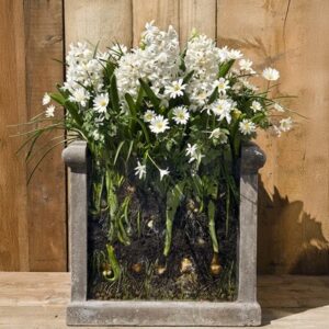 Bulbs for pots - ice whites