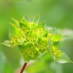 Bupleurum rotundifolium Griffithii
