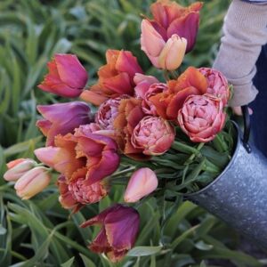 Burning embers tulip collection
