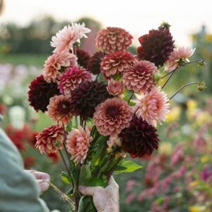 Burnt sugar dahlia collection