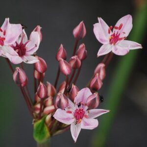 Butomus umbellatus