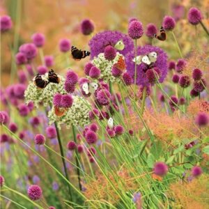 Butterfly allium collection
