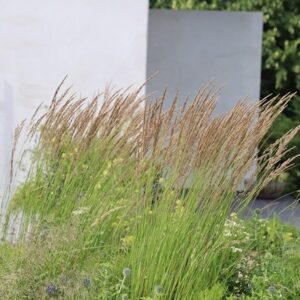 Calamagrostis × acutiflora Karl Foerster