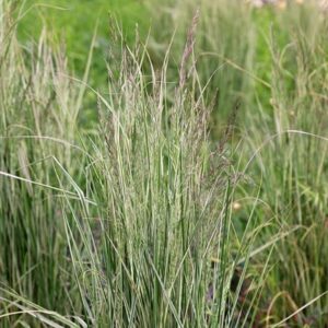 Calamagrostis × acutiflora Overdam