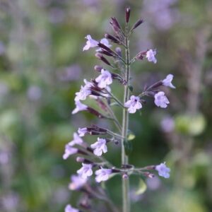 Calamintha nepeta subsp. nepeta Blue Cloud