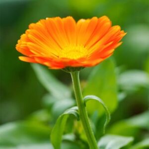 Calendula officinalis