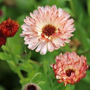 Calendula officinalis Sherbet Fizz