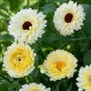 Calendula officinalis Snow Princess