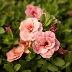 Calibrachoa Cabaret Double Pink Vein