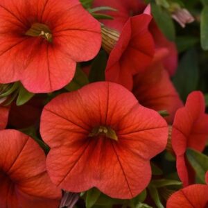 Calibrachoa Cabaret Early Orange (Cabaret Series)
