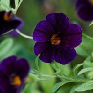 Calibrachoa Can-can Black Cherry (Can-can Series)