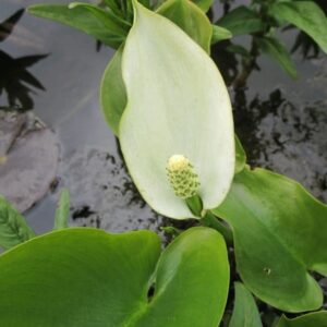 Calla palustris