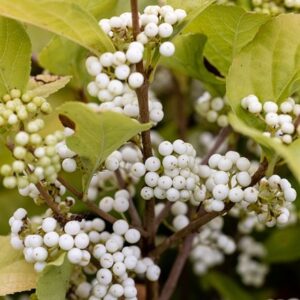 Callicarpa bodinieri Magical Snowstar ('Kolmsnostar') (PBR)
