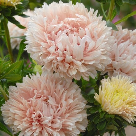 Callistephus chinensis King Size Apricot