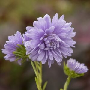 Callistephus chinensis Light Blue