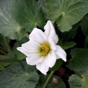 Caltha leptosepala