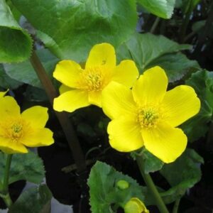Caltha palustris