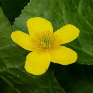 Caltha polypetala