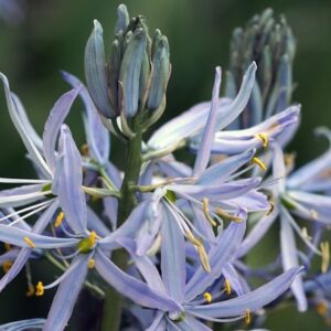 Camassia cusickii