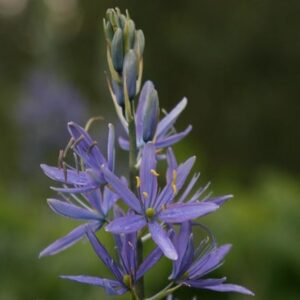 Camassia leichtlinii subsp. suksdorfii