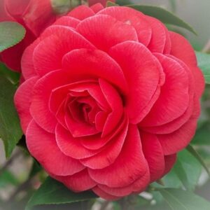 Camellia Black Lace