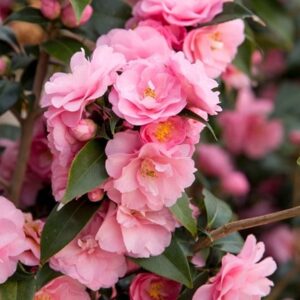 Camellia Spring Festival (cuspidata hybrid)