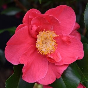 Camellia japonica Doctor King