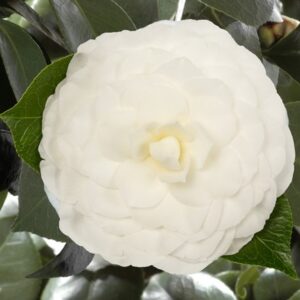 Camellia japonica Nuccio's Gem
