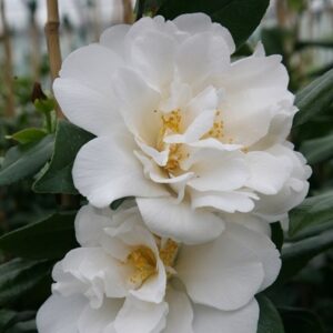 Camellia japonica Silver Anniversary