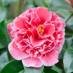 Camellia japonica Volunteer (PBR)