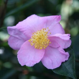 Camellia sasanqua Plantation Pink