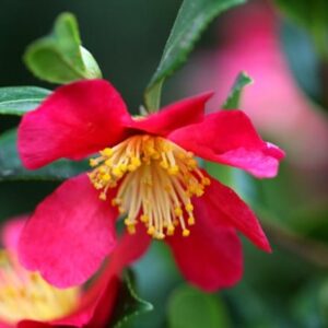 Camellia × vernalis Yuletide