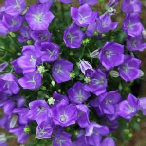 Campanula carpatica Blaue Clips