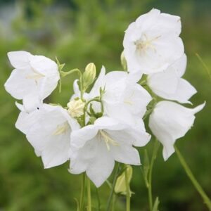 Campanula persicifolia var. alba
