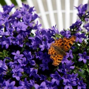 Campanula portenschlagiana Ambella Intens Purple ('Ptdb141301') (PBR)