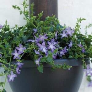 Campanula poscharskyana