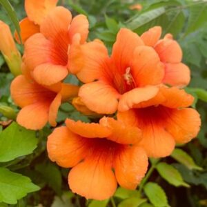 Campsis × tagliabueana Indian Summer ('Kudian') (PBR)