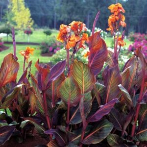 Canna Phasion