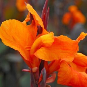 Canna Wyoming