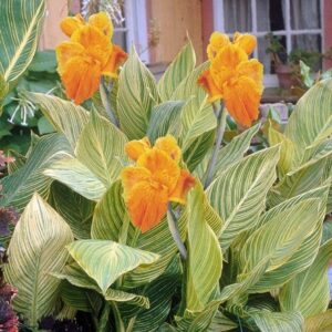 Canna indica Tropicanna Gold ('Mactro') (PBR)