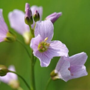 Cardamine pratensis