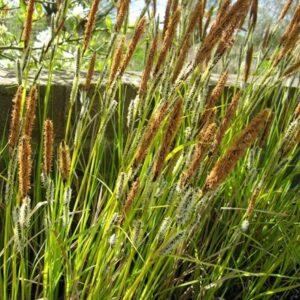 Carex acuta