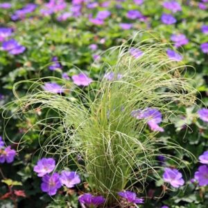 Carex comans Frosted Curls