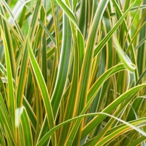 Carex morrowii Boott Everglow (PBR) (EverColor Series)