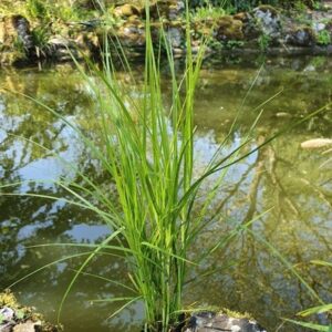 Carex muskingumensis