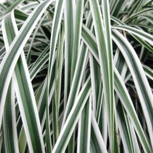 Carex oshimensis Everest ('Fiwhite') (PBR)