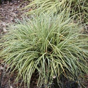 Carex oshimensis Evergold