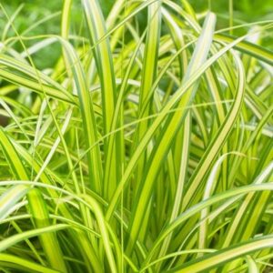 Carex oshimensis Eversheen (PBR) (Evercolor Series)