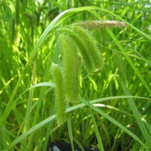 Carex pseudocyperus