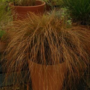 Carex testacea Prairie Fire